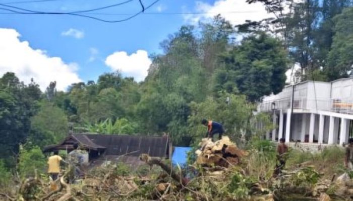 Pemuda Soroti Penebangan Pohon Ikonik Pacco-Pacco oleh DLH Gowa di Malino, Desak Pemerintah Bertanggungjawab 