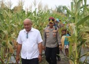 Bupati Nias Utara Panen Raya Jagung di Desa Dahadano