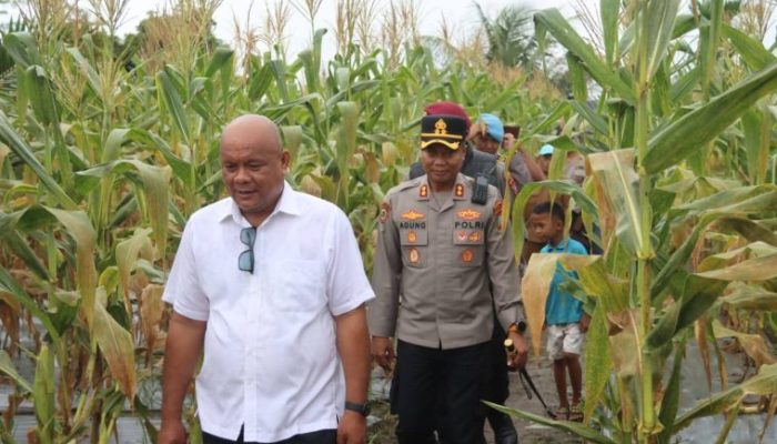 Bupati Nias Utara Panen Raya Jagung di Desa Dahadano