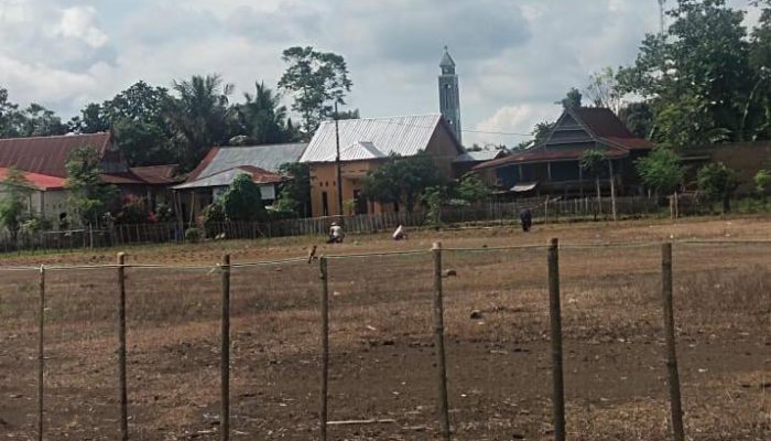 Aksi Pengklaiman Lapangan di Tonrorita Kian Berani: Oknum Tanami Pohon Pisang dan Jagung, Warga Desak Pemerintah dan Polisi Bertindak Tegas
