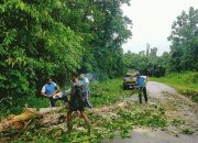Polsek Bonggo dan Warga Gotong Royong Bersihkan Pohon Tumbang di Jalan Trans Jayapura-Sarmi