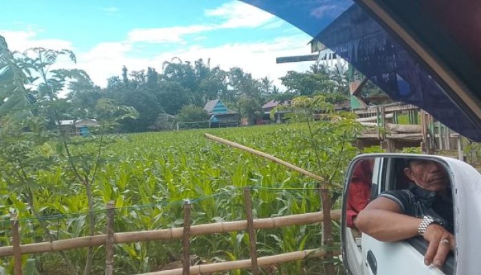 Lapangan Umum di Kelurahan Tonrorita, Kecamatan Biringbulu, Ditanami Jagung, Warga Sangat Sayangkan 