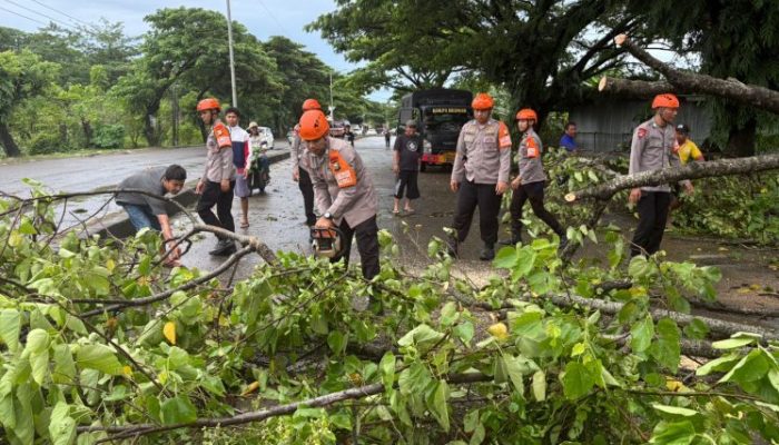 Tim SAR Batalyon B Pelopor SatBrimob Polda Sulsel Evakuasi Pohon Tumbang, di Jalur Poros Barru–Makassar