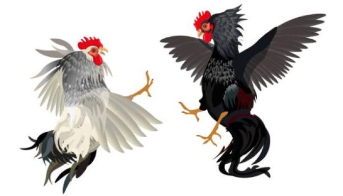Aroma Judi Sabung Ayam Tercium Kuat di Tanralili, Dugaan Keterlibatan Oknum TNI dan Pembiaran Aparat Jadi Sorotan Publik