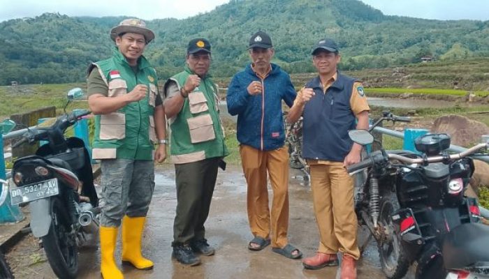 Dukung Percepatan LTT, Desa Lassa-Lassa Gelar Penanaman Padi Serentak Bersama Dinas Pertanian provinsi dan kabupaten/Babinsa