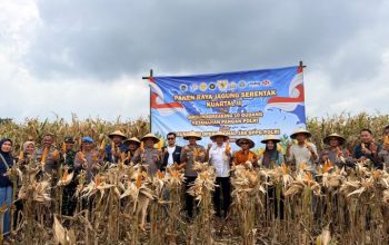 Panen Raya Jagung Serentak di Batang Dukung Swasembada Pangan Nasional 2026