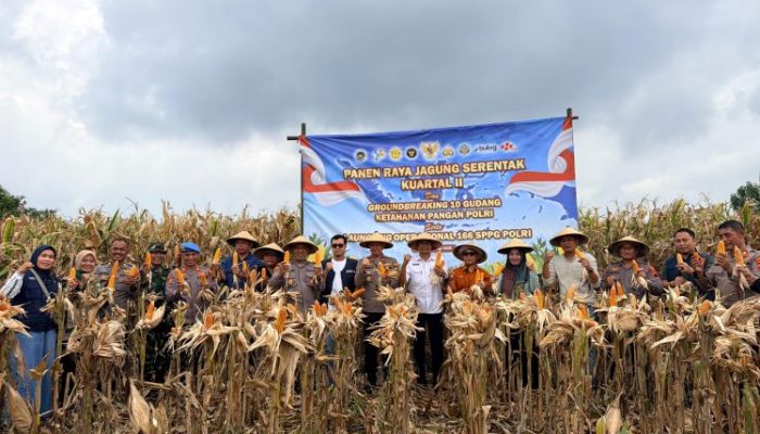 Panen Raya Jagung Serentak di Batang Dukung Swasembada Pangan Nasional 2026