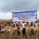 Panen Raya Jagung Serentak di Batang Dukung Swasembada Pangan Nasional 2026