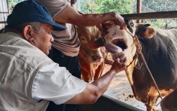 Dispaperta Batang Intensifkan Pemeriksaan Hewan Kurban Jelang Iduladha 2026