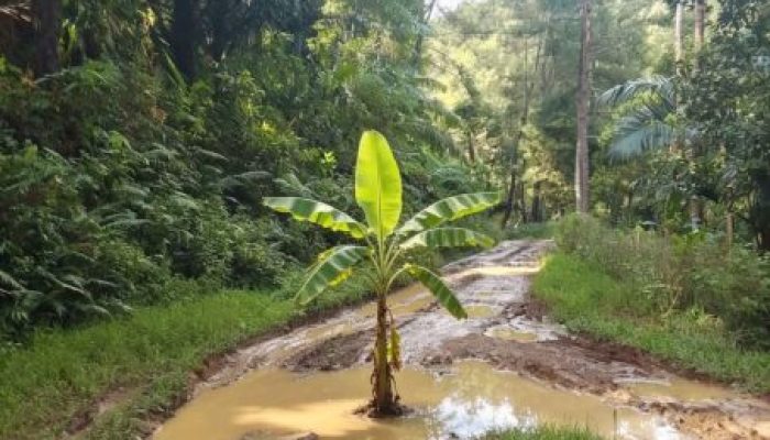 Pohon Pisang di Tengah Jalan, Simbol Kegagalan Pembangunan di Dusun Tangkalia, Menggugat Keadilan Infrastruktur dari Pelosok Sinjai Barat