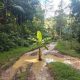 Pohon Pisang di Tengah Jalan, Simbol Kegagalan Pembangunan di Dusun Tangkalia, Menggugat Keadilan Infrastruktur dari Pelosok Sinjai Barat