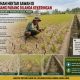 Puluhan Hektar Sawah di Lembang Parang Dilanda Kekeringan, Petani Terancam Gagal Panen