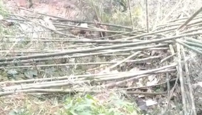 Dugaan Perusakan Tanaman Kopi di Gowa, Usai Mediasi Kekeluargaan Pemilik Kebun Justru Dilaporkan ke Polisi