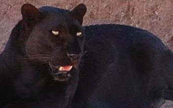 Polresta Batang Bergerak Cepat Evakuasi Macan Kumbang Terluka yang Mangsa Ternak Warga