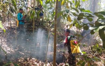 Kesigapan Babinsa Bersama Warga Selamatkan Lahan Pinus dan Kopi dari Amukan Si Jago Merah