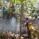 Kesigapan Babinsa Bersama Warga Selamatkan Lahan Pinus dan Kopi dari Amukan Si Jago Merah
