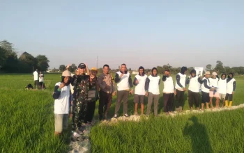Dukung Swasembada Pangan, Babinsa Koramil Bajeng Dampingi Sosialisasi Aplikasi Antiji di Gowa