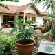 Apotek Hidup di Pekarangan: Menyingkap Manfaat Daun Afrika dan Klorofil bagi Kesehatan