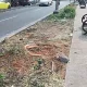 Penebangan Pohon Lindung Jalan Perjuangan, Kebon Jeruk,  Apakah Kepentingan Komersial Boleh Kalahkan Hak Ruang Hijau Publik?