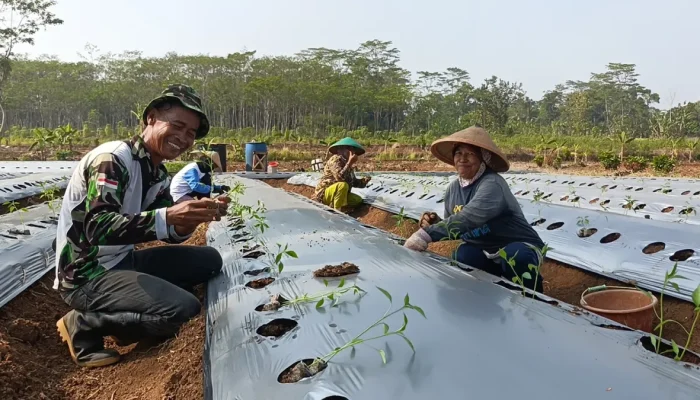 Purnatugas Tak Berarti Purnakarya, Bukti Sudirman Sukses Budidayakan Cabai