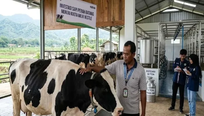 Penuhi Kuota Serapan Industri, Pemkab Batang Buka Peluang Besar Investasi Sapi Perah