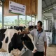 Penuhi Kuota Serapan Industri, Pemkab Batang Buka Peluang Besar Investasi Sapi Perah