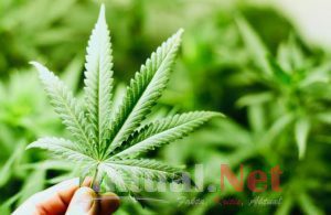 Mendag Agus Tanggapi Usulan Anggota DPR Tentang Ganja jadi Komoditas Ekspor