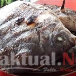 Balada Ikan Bakar Ala Joss Hasrul