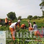 Petugas Bersihkan Kali Nagrak dari Eceng Gondok 