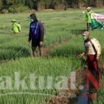 Sektor Pertanian Penolong Ekonomi Nasional