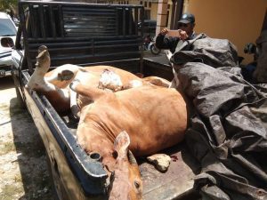 Diduga Terlibat Pencurian Sapi, Oknum Anggota Polres Muna Masuk DPO