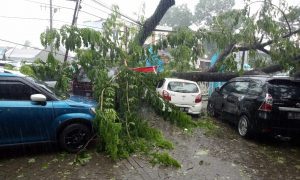 Pohon Tumbang Di RSUD Gowa, Kerugian Puluhan Juta Rupiah