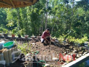 Hebat. Kades Rappolemba Gowa uji coba budidaya tanaman kelor