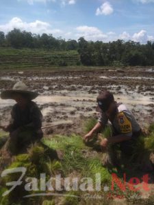 “Polisi Sahabat Petani”, Bhabinkamtibmas Polsek Tompobulu Gowa Turun ke Sawah Bantu Petani