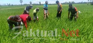 Sinergitas Bhabinkamtibmas dan Babinsa Desa Barembeng Polsek Bontonompo Gowa Memantau Langsung Pertanian di Desa Barembeng