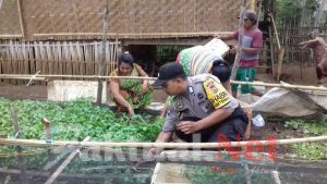Bhabinkantibmas Desa tanete polsek tompobulu, bekerjasama dengan warga tanam cabe keriting