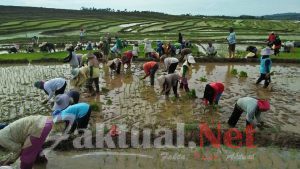 Hebat. Satu-Satunya Desa Di Kecamatan Tompobulu Yang Menjaga Dan Melestariakan Tanah Adat