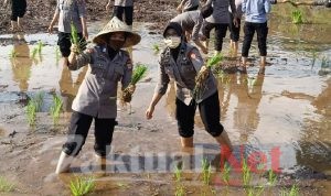 Kuatkan Ketahanan Pangan, Polres Gowa Manfaatkan Lahan Tidur Dengan Tanaman Padi