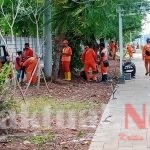 50 Personel PPSU Bersihkan Rumputan Liar Sepanjang Kali Ancol  