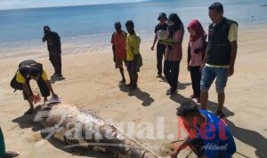 Ungkap Penyebab Mamalia Laut Terdampar, KKP Libatkan Dokter Hewan dan Peneliti Oseanografi