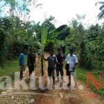 APKAN Harap Pemerintah Peka, Warga Polewali Tanam Pisang Di Jalan