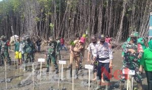 Lestarikan Mangrove Kodim 1424 Sinjai Adakan Penanaman di Pantai Hubat