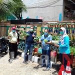 Wakil Wali Kota Tinjau Budidamber dan Tanaman Hidroponik di Kantor Kelurahan Koja 