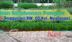 Entis Sutisna RT Pelopor membumikan anggur di Kampung Anggur Sari Neglasari Tangerang