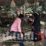 Nenas Berpotensi Menjadi Tanaman Komoditi di Kecamatan Parigi Kabupaten Muna