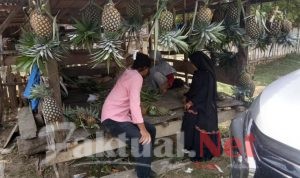 Nenas Berpotensi Menjadi Tanaman Komoditi di Kecamatan Parigi Kabupaten Muna