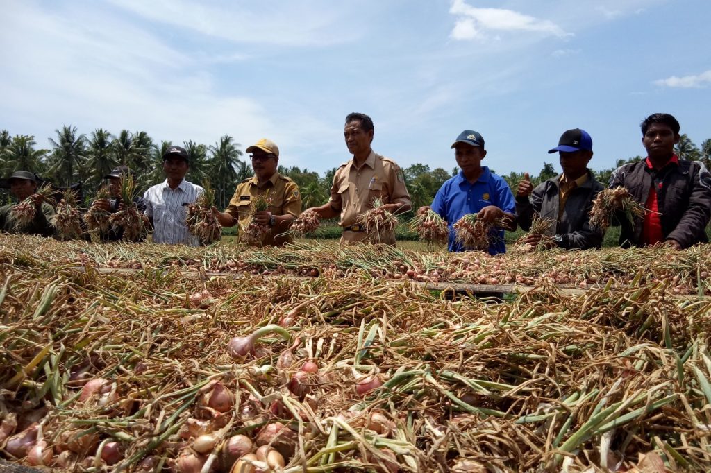 KT. Kari Sose Panen Bawang Merah Sebanyak 16 Ton