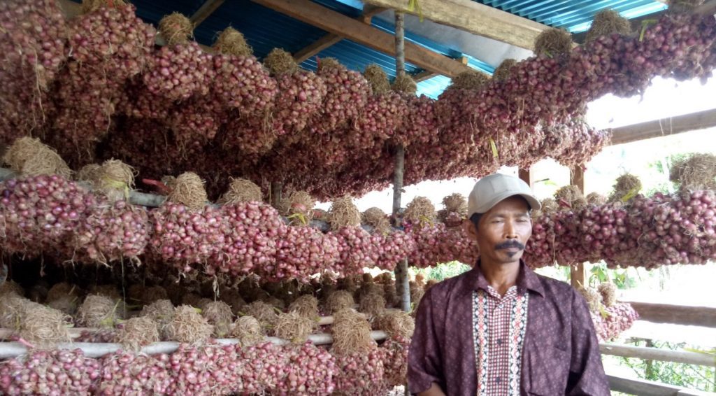 Petani Bawang Di Kecamatan Oba Butuh Pasar