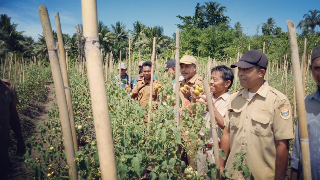 Petani Trans Maidi Kembali Panen Tomat Sebanyak 2 Ton