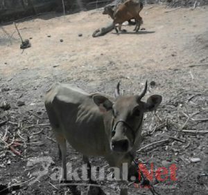 Pengadaan Sapi di Marbo diduga Sarat Korupsi